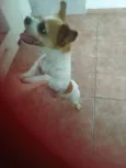 Branquinha