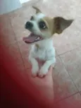 Branquinha