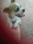 Branquinha