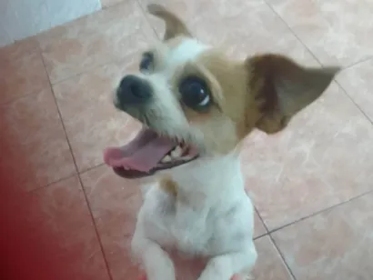 Cachorro raça ViraLata idade 4 anos nome Branquinha 