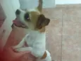 Branquinha