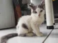 Filó