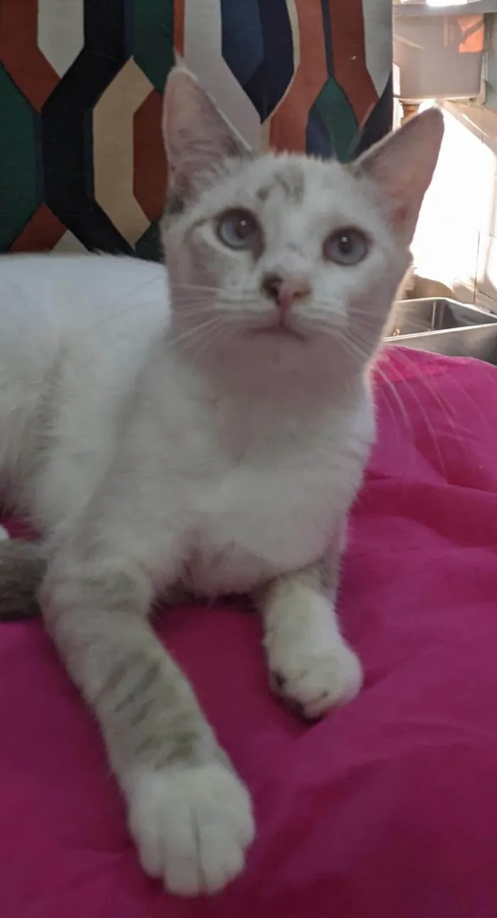 Gato ra a SRD-ViraLata idade 7 a 11 meses nome JOLIE