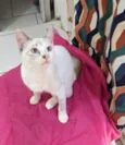 JOLIE