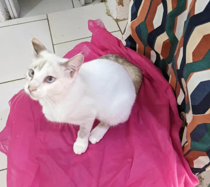 Gato ra a SRD-ViraLata idade 7 a 11 meses nome JOLIE