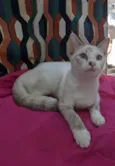 JOLIE
