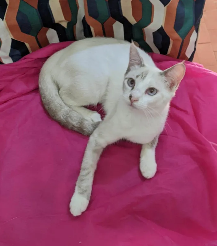 Gato ra a SRD-ViraLata idade 7 a 11 meses nome JOLIE