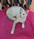 JOLIE