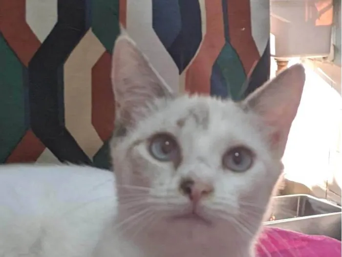 Gato ra a SRD-ViraLata idade 7 a 11 meses nome JOLIE