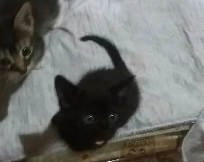 Gato ra a SRD-ViraLata idade Abaixo de 2 meses nome Bbzinhos abandonados 