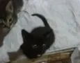 Bbzinhos abandonados