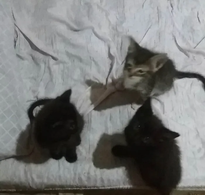 Gato ra a SRD-ViraLata idade Abaixo de 2 meses nome Bbzinhos abandonados 