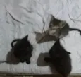 Bbzinhos abandonados