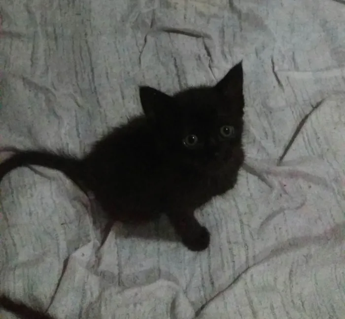 Gato ra a SRD-ViraLata idade Abaixo de 2 meses nome Bbzinhos abandonados 