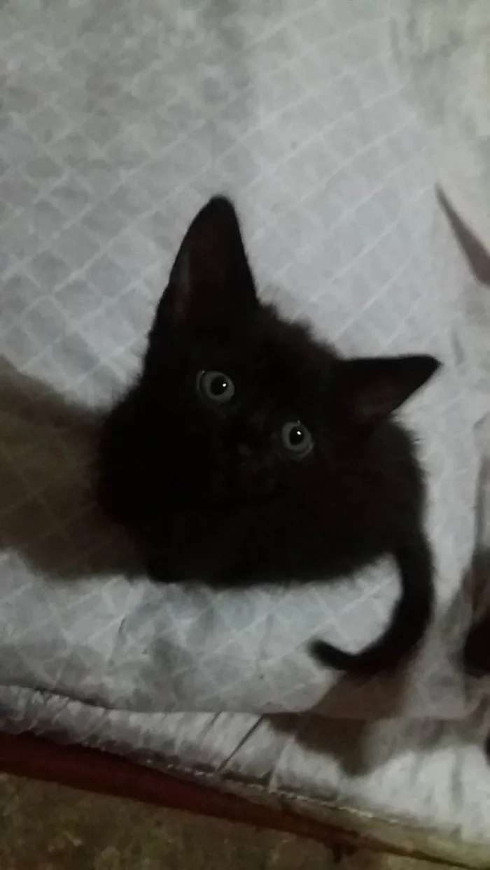 Gato ra a SRD-ViraLata idade Abaixo de 2 meses nome Bbzinhos abandonados 