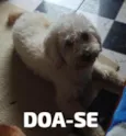 Bolinha