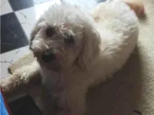 Cachorro raça Poodle  idade 3 anos nome Bolinha