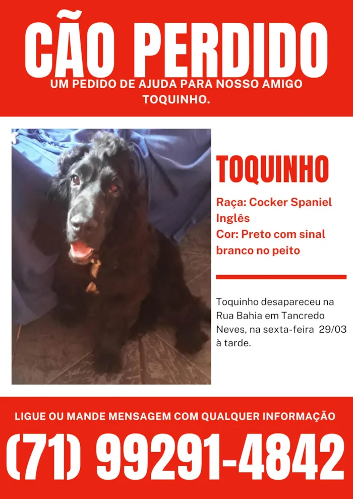 Cachorro ra a Cocker Spaniel Inglês idade 7 a 11 meses nome Toquinho
