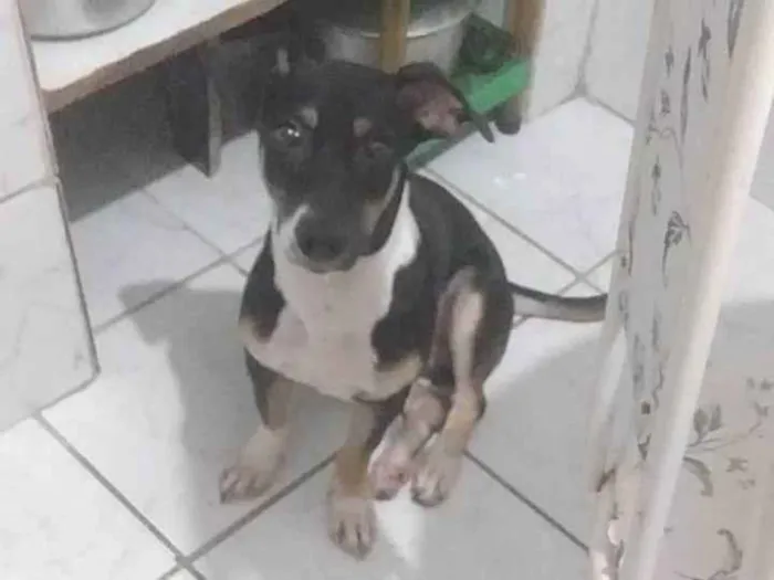 Cachorro ra a Sem raça definida  idade 2 a 6 meses nome Zé 