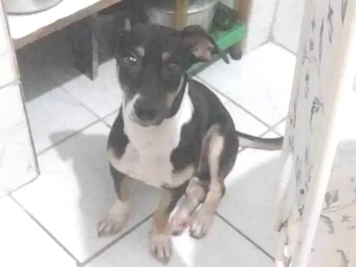 Cachorro ra a Sem raça definida  idade 2 a 6 meses nome Zé 