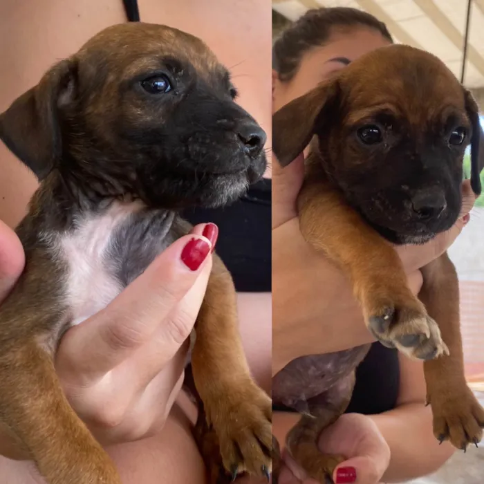 Cachorro ra a SRD-ViraLata idade Abaixo de 2 meses nome Chai