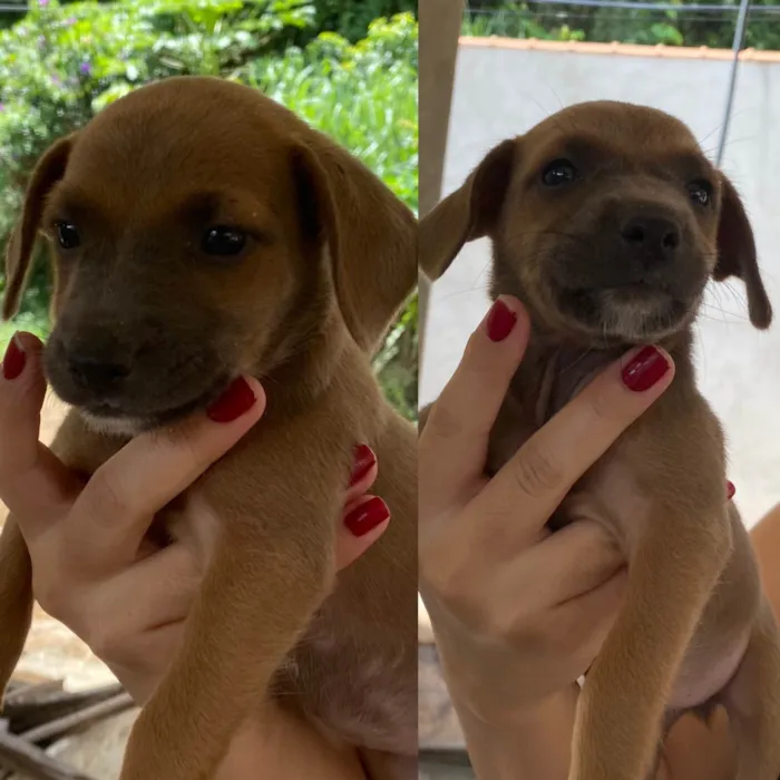 Cachorro ra a SRD-ViraLata idade Abaixo de 2 meses nome Lily