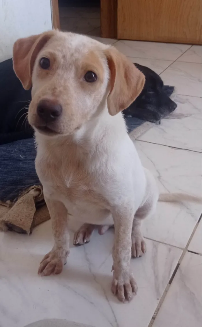 Cachorro ra a SRD idade 7 a 11 meses nome Paçoca 