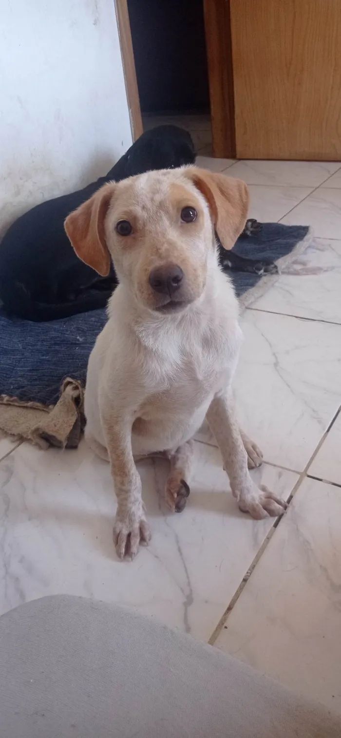 Cachorro ra a SRD idade 7 a 11 meses nome Paçoca 