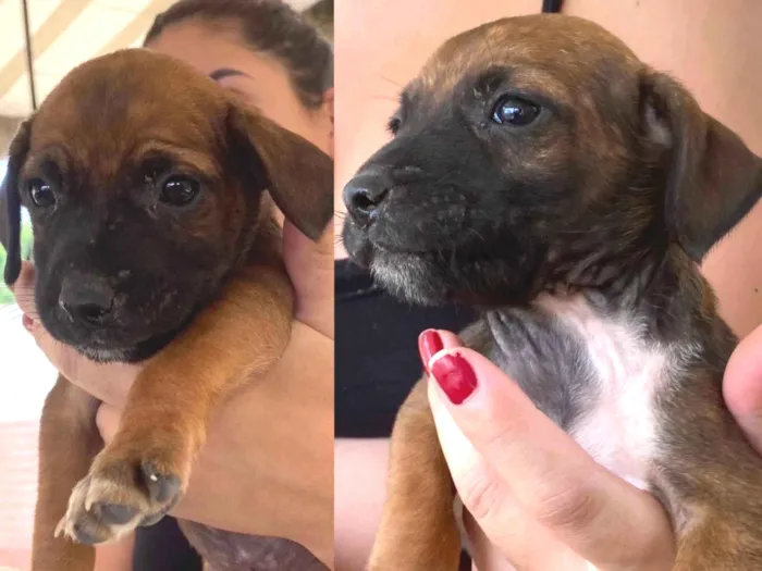 Cachorro ra a SRD-ViraLata idade Abaixo de 2 meses nome Chai