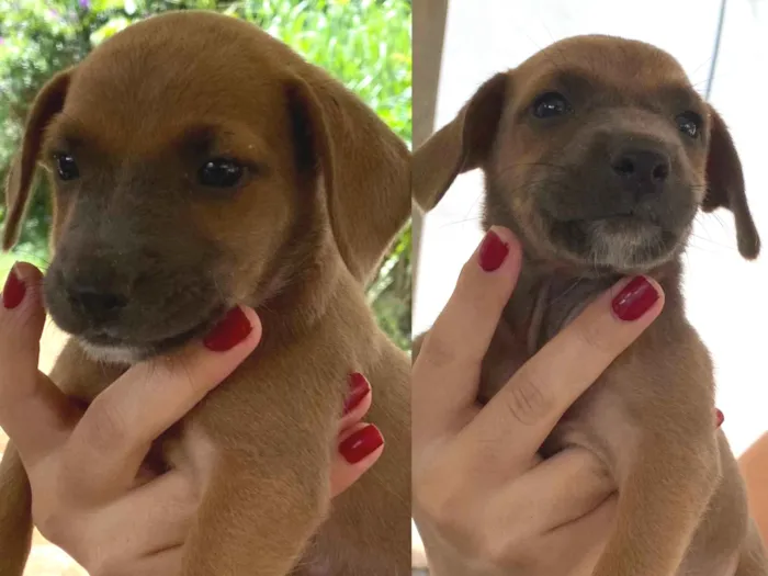 Cachorro ra a SRD-ViraLata idade Abaixo de 2 meses nome Lily