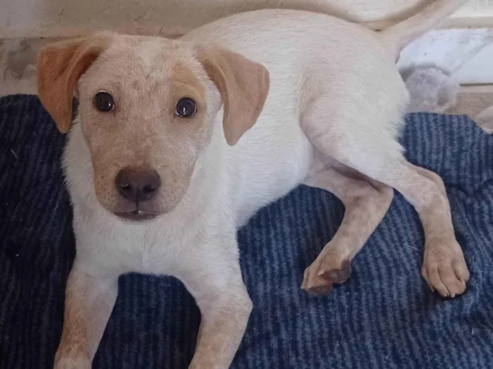 Cachorro ra a SRD idade 7 a 11 meses nome Paçoca 