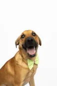 Apolo