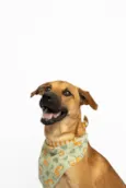 Apolo