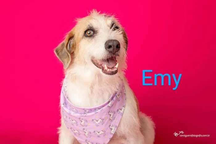 Cachorro ra a SRD-ViraLata idade 2 anos nome Emy