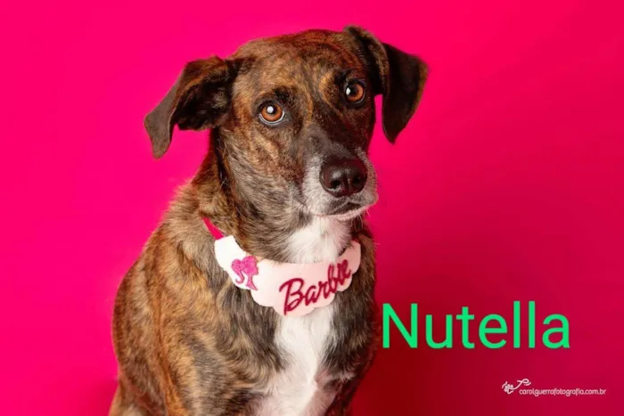 Cachorro ra a SRD-ViraLata idade 1 ano nome Nutella 
