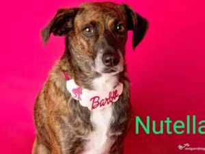 Cachorro raça SRD-ViraLata idade 1 ano nome Nutella 