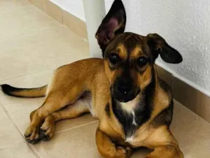 Cachorro raça SRD-ViraLata idade 2 a 6 meses nome não tem nome