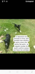 Bolinha