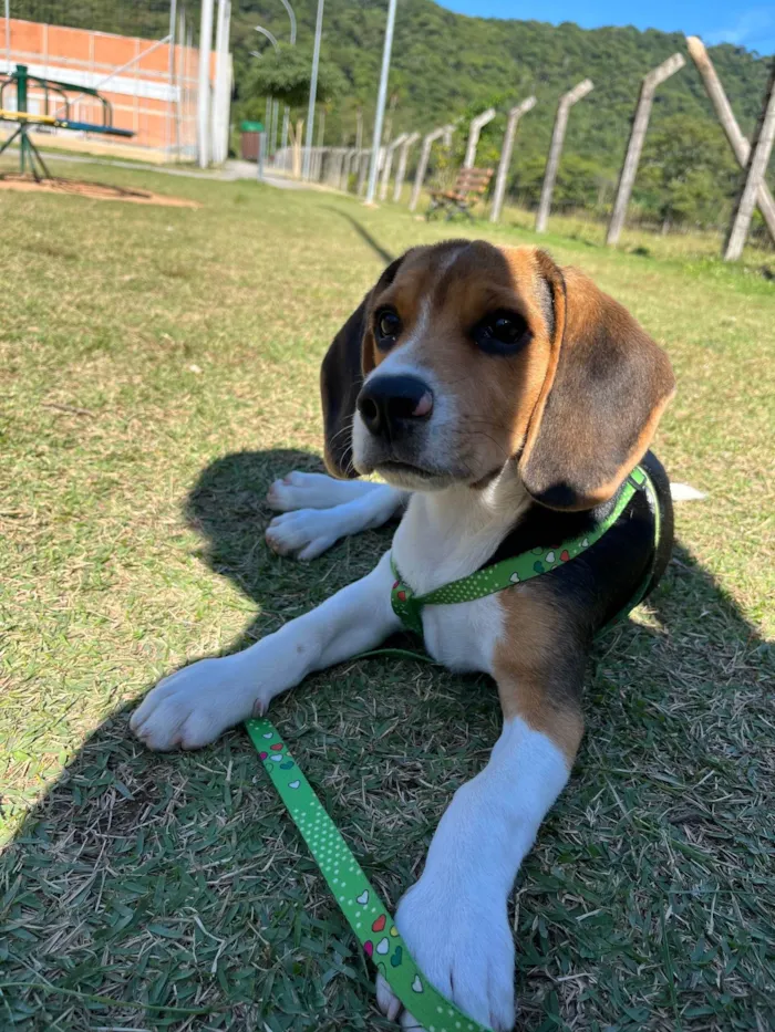 Cachorro ra a Beagle idade 1 ano nome Thomas