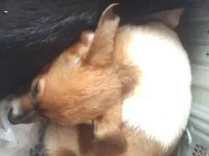 Cachorro raça Não sei  idade  nome Não tem nome 