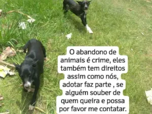 Cachorro raça SRD-ViraLata idade 3 anos nome Bolinha