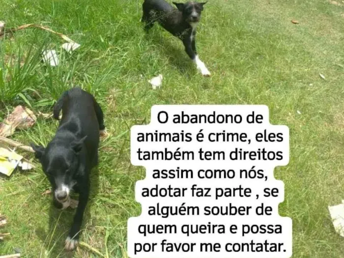 Cachorro ra a SRD-ViraLata idade 3 anos nome Bolinha