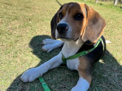 Cachorro raça Beagle idade 1 ano nome Thomas