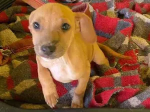 Cachorro raça SRD-ViraLata idade 2 a 6 meses nome Duke