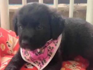 Cachorro raça SRD-ViraLata idade 2 a 6 meses nome Lupita