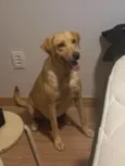 Mel