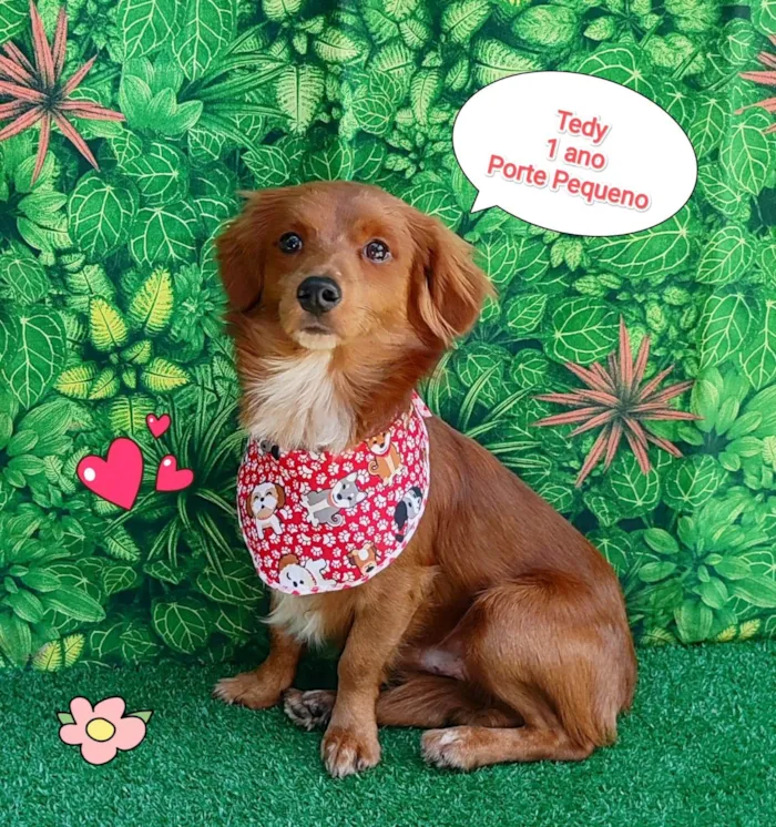 Cachorro ra a SRD-ViraLata idade 1 ano nome tedy