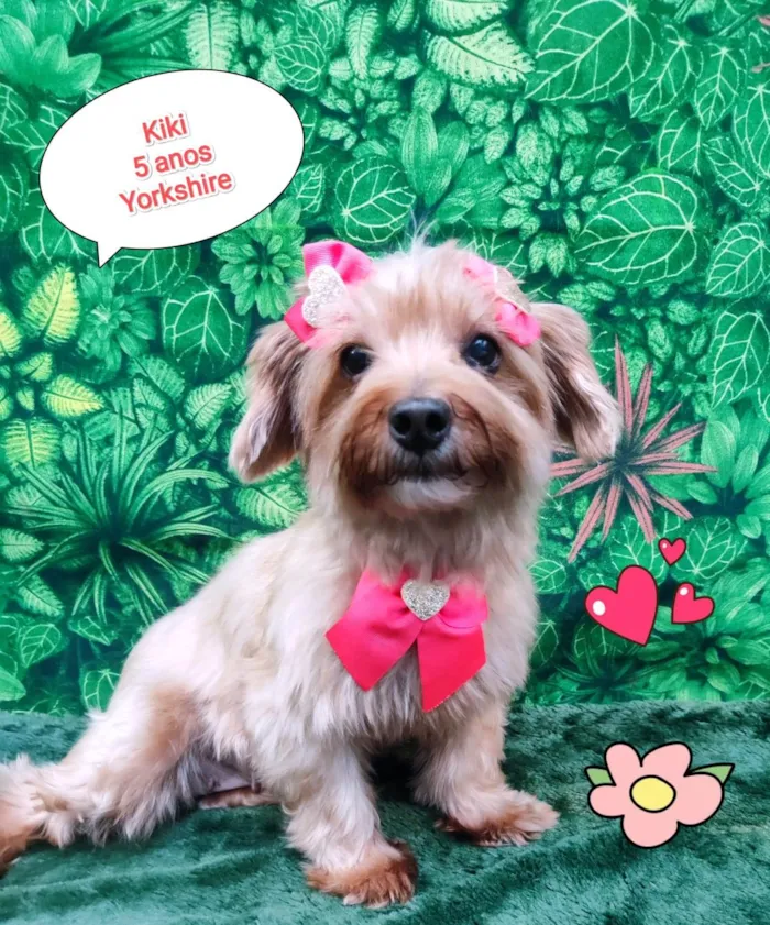 Cachorro ra a Yorkshire idade 5 anos nome kiki
