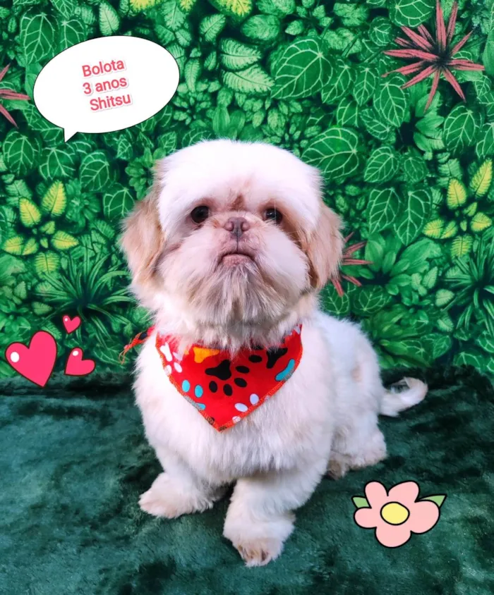 Cachorro ra a Shitzu idade 3 anos nome bolota