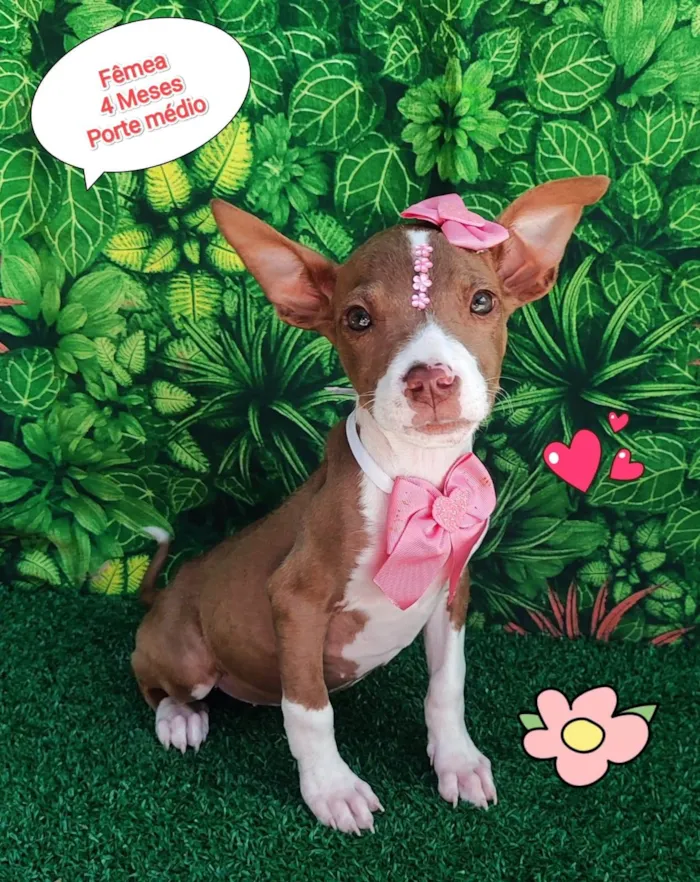 Cachorro ra a SRD-ViraLata idade 2 a 6 meses nome sky